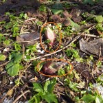 庭で見つけたふきのとう