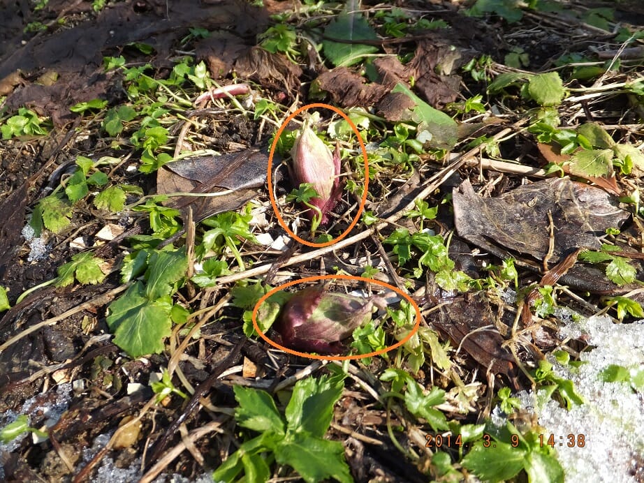 庭で見つけたふきのとう